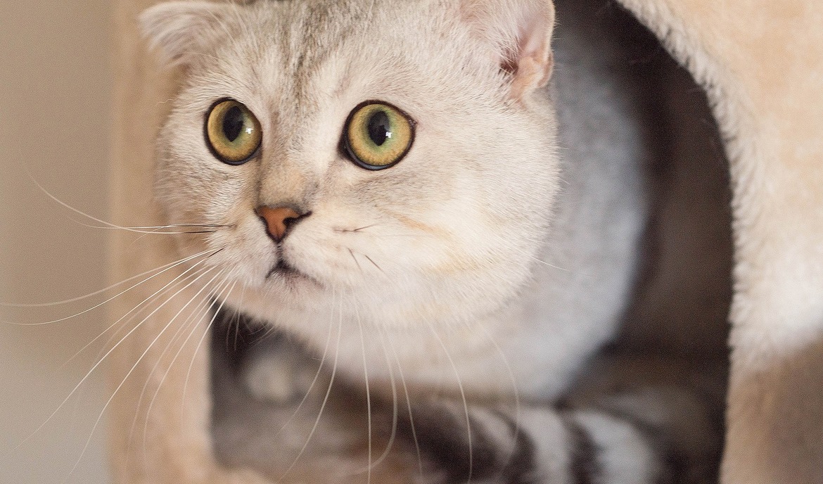 Skót lógófülű macska: Macskaeledel és fajta portré